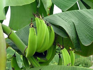 Recipe Plantain Soup Puerto Rico