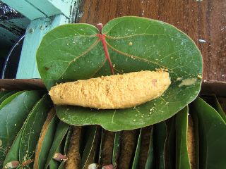 Recipe Alcapurrias<br>Bannana Fritters Puerto Rico