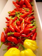 Recipe Pique Puerto Rico