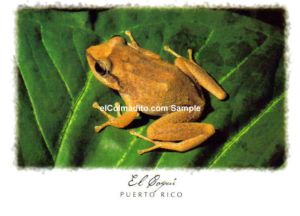 El Coqui de Puerto Rico  Puerto Rico
